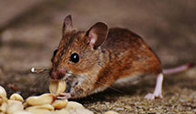 24 Hour & Emergency Exterminators in Old Orchd Bch, ME